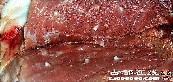 卖猪肉发现肉里好多米粒大小的颗粒还能吃吗？人们说是米性猪？ ... ...