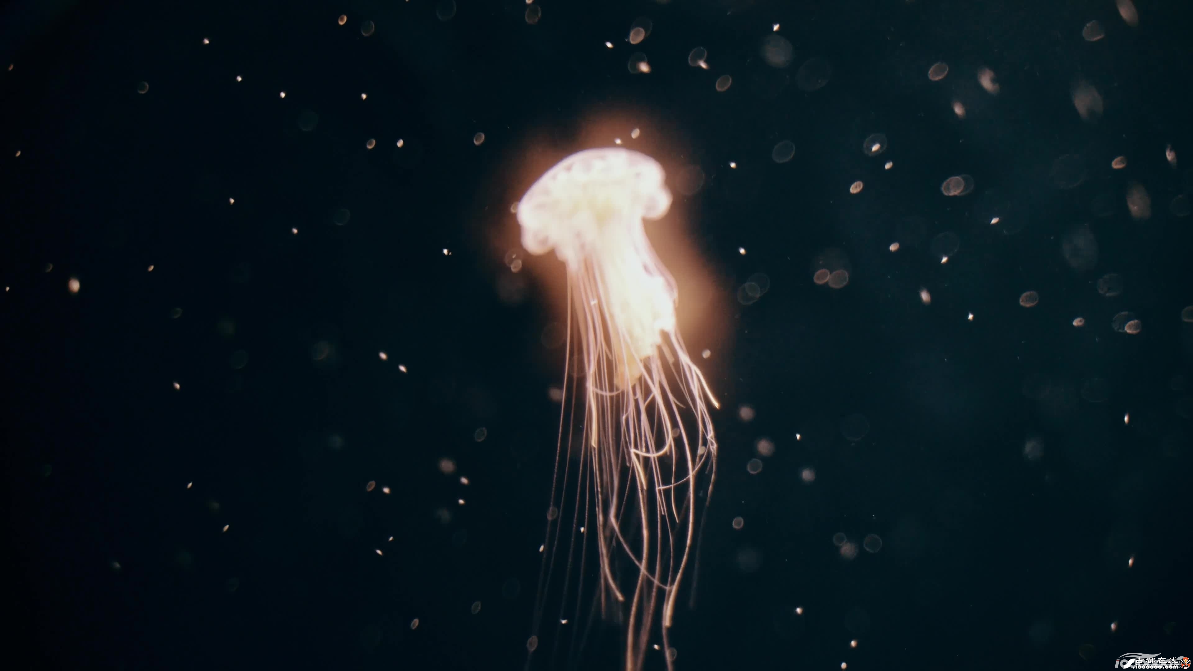 西安古都在线素材10张漂亮海底水母无水印免费高清图片素材下载 ... ...