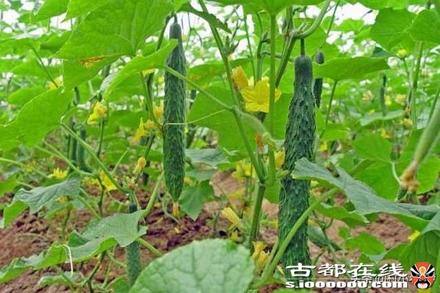 黄瓜之所以叫黄瓜不叫绿瓜，原来是出自历史典故的，你了解吗？