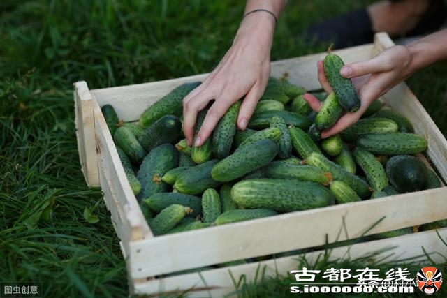 黄瓜之所以叫黄瓜不叫绿瓜，原来是出自历史典故的，你了解吗？