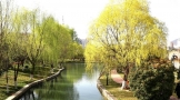 万物复苏的季节、春日的商洛市莲湖公园美景如画